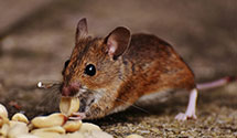24 Hour & Emergency Exterminators in Morgan, PA